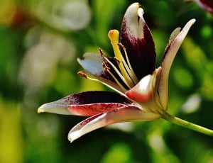 Lily, Plant, Flower, Summer, Blossom, flower, no people thumbnail