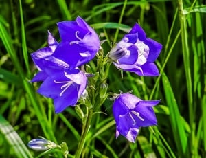 Priroda, Forever, Flowers, flower, purple thumbnail