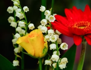 three white, yellow and red flowers thumbnail