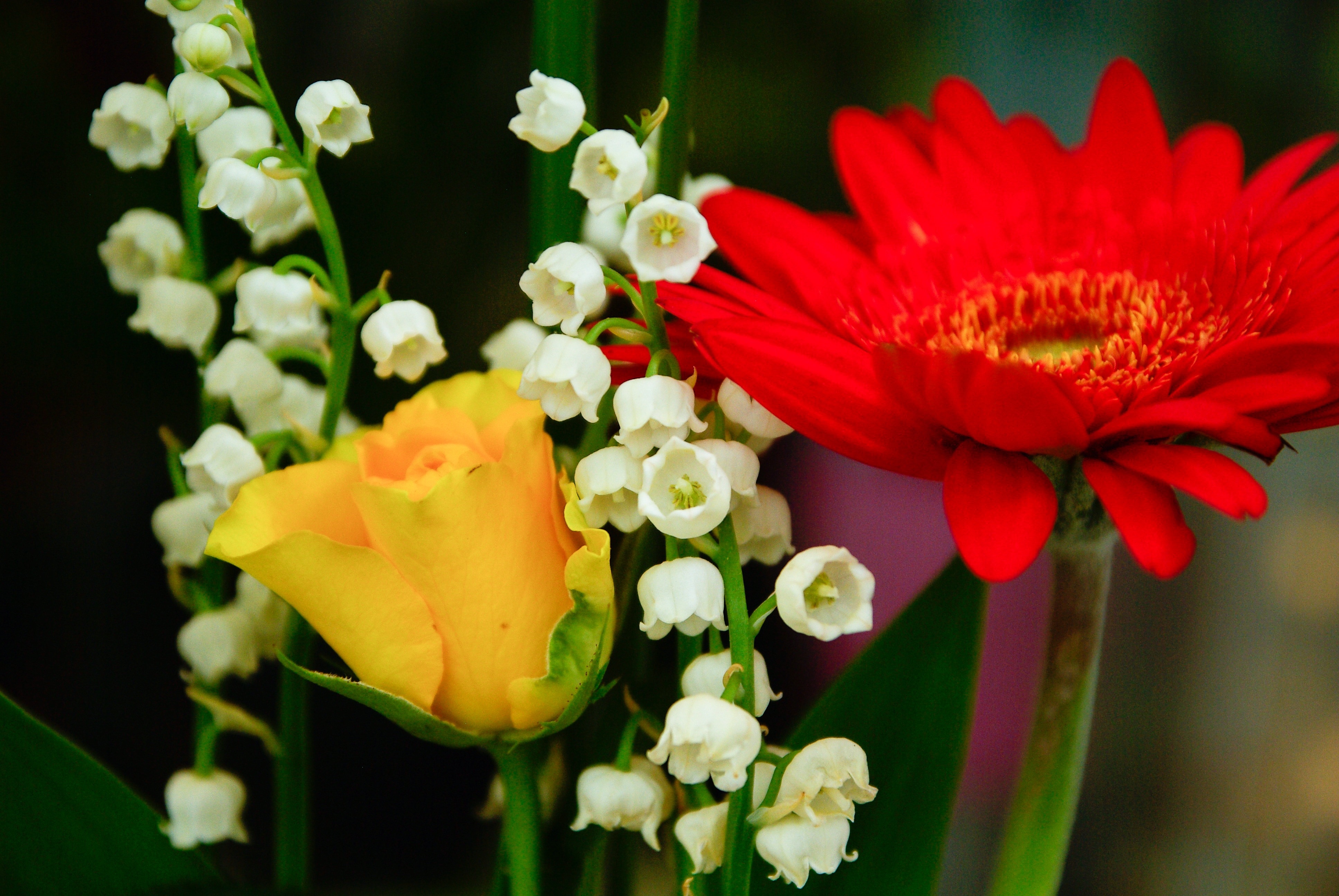 three white, yellow and red flowers