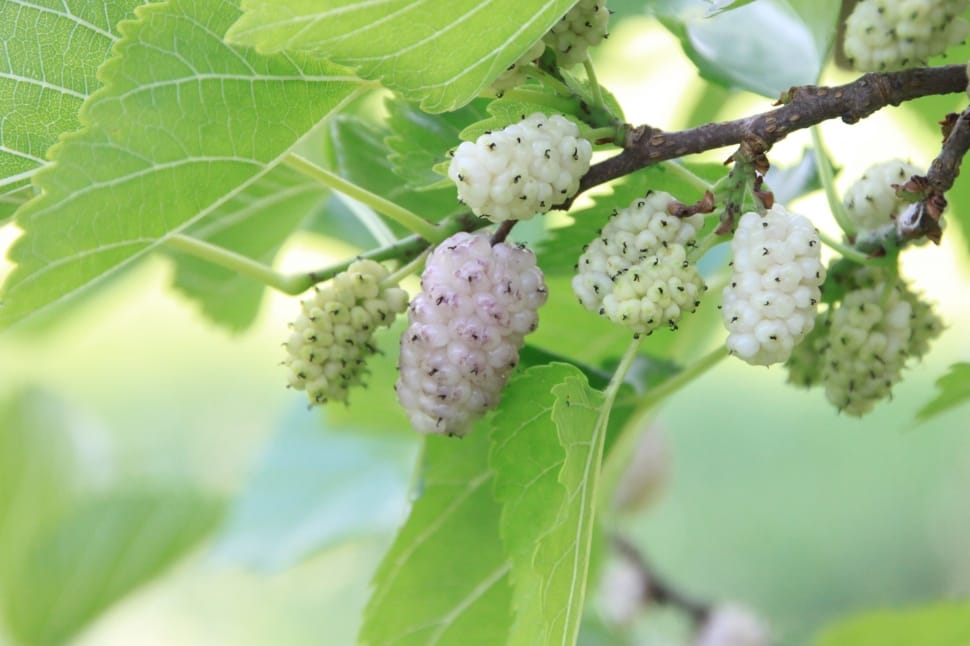 White, Alba, Fruit, Mulberry, Morus, plant, nature preview