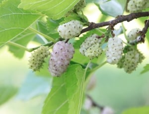 White, Alba, Fruit, Mulberry, Morus, plant, nature thumbnail