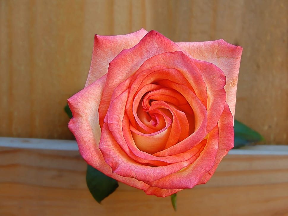 pink rose on brown wooden table preview