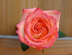 pink rose on brown wooden table thumbnail