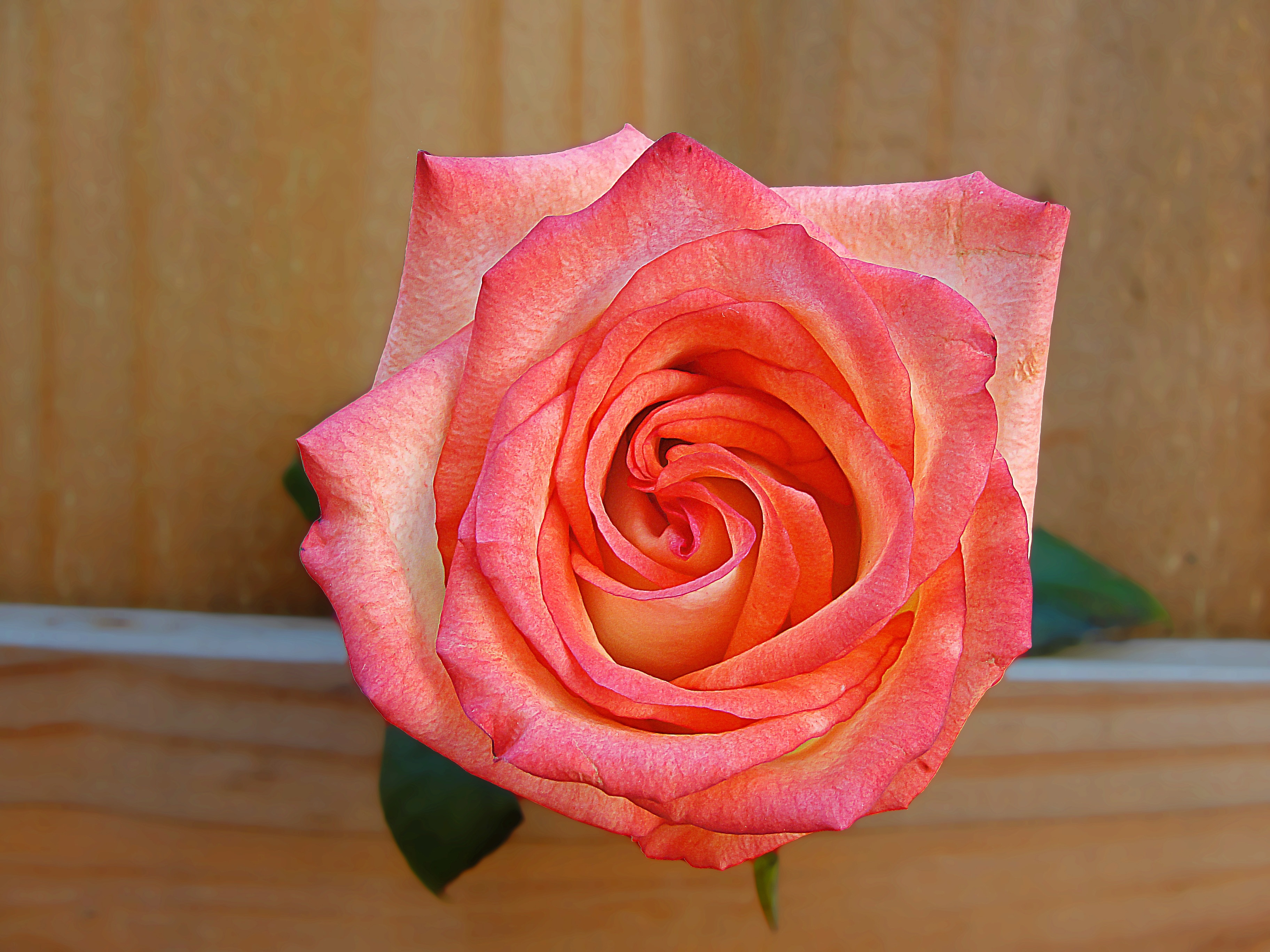 pink rose on brown wooden table