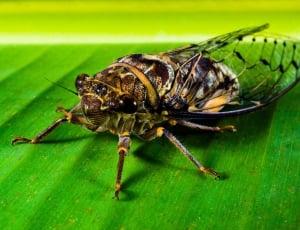 New Insect, Whopper, Insect, Close, one animal, green color thumbnail