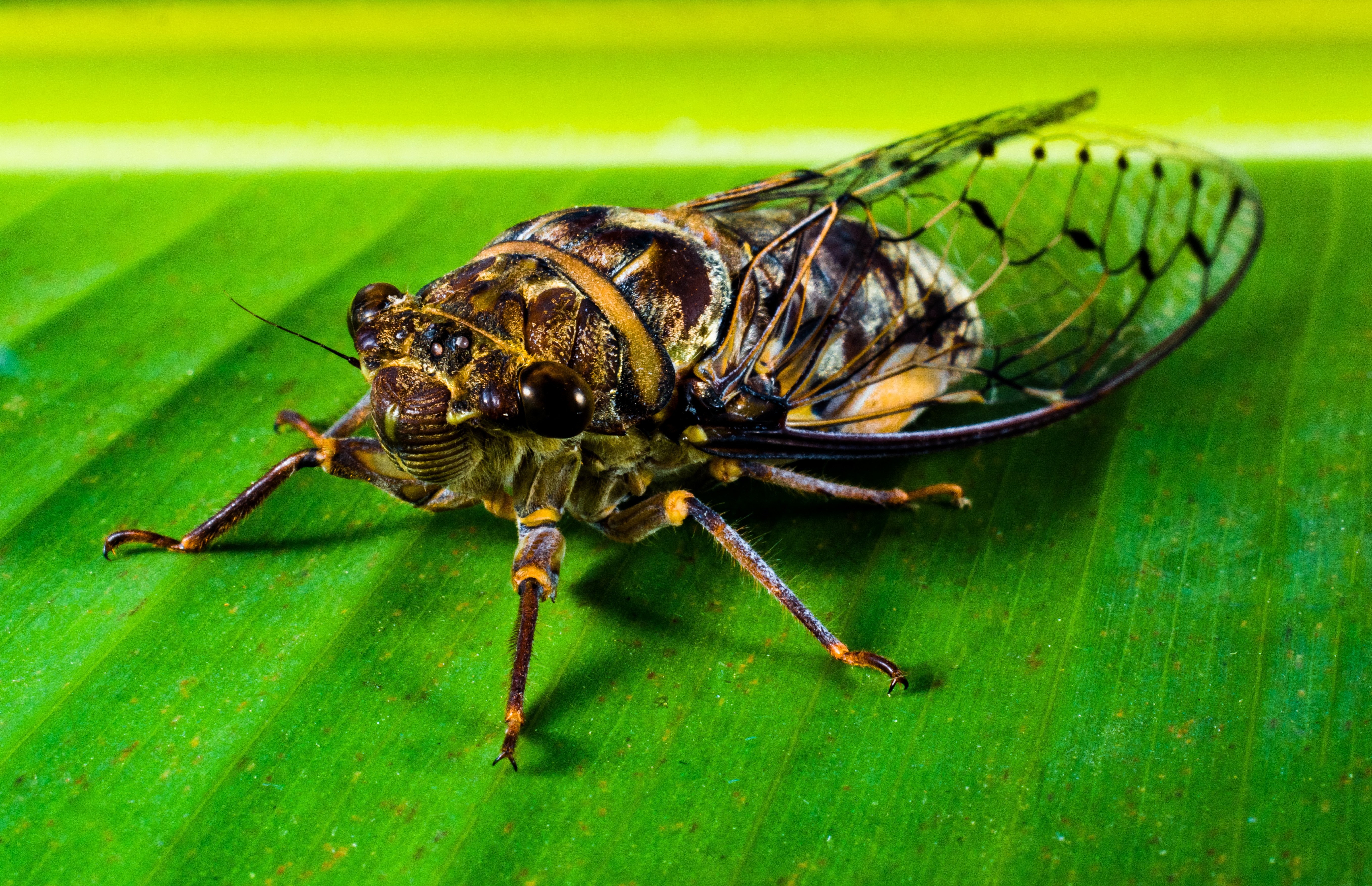 new-insect-whopper-insect-close-wallpaper.jpg