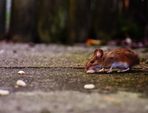 brown and white mouse thumbnail
