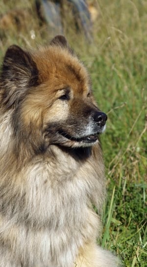 close up photo of a Leonberger thumbnail