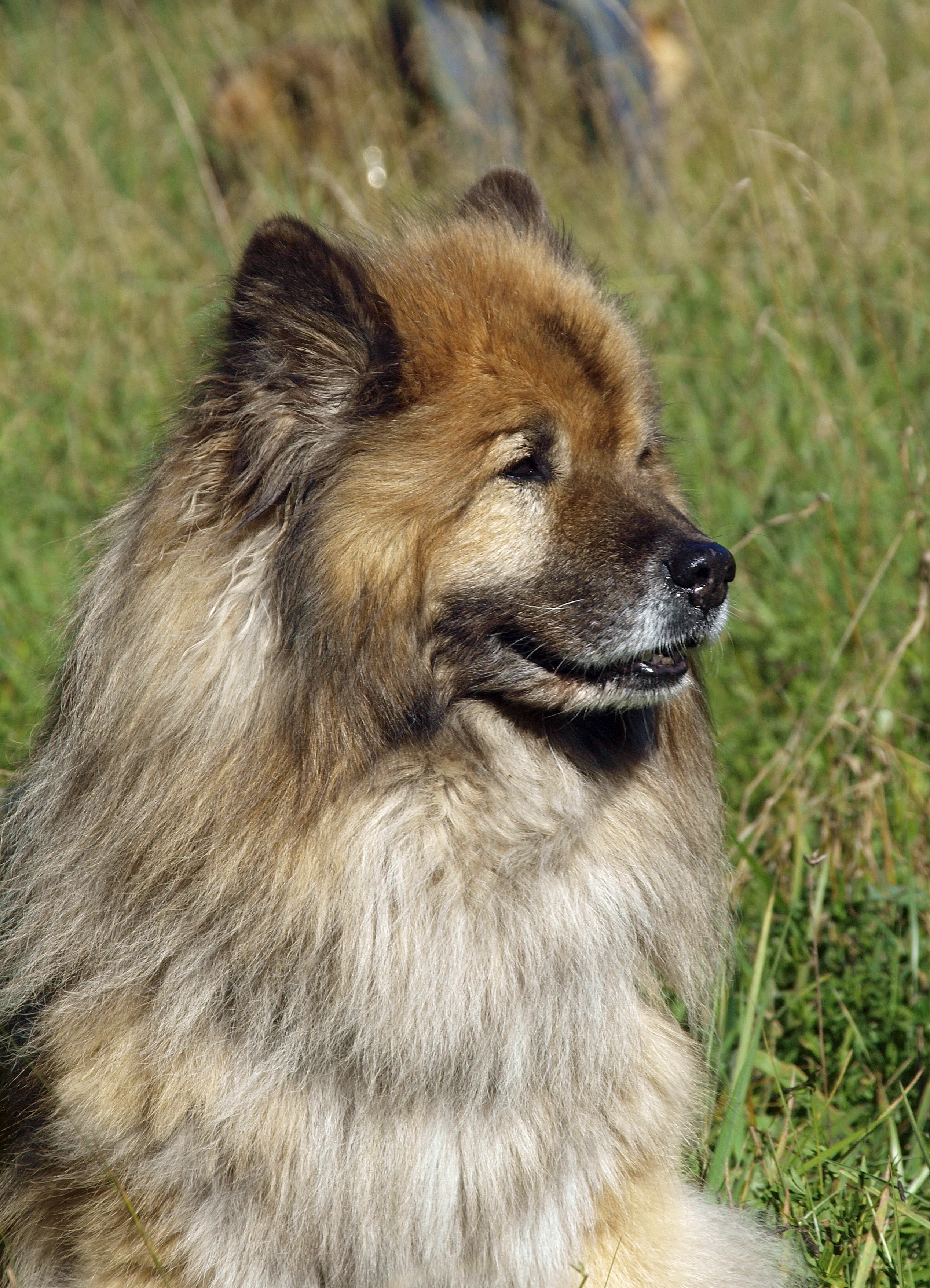 close up photo of a Leonberger