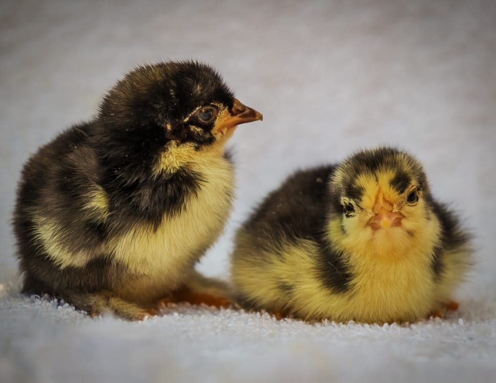 two yellow and black chicks preview