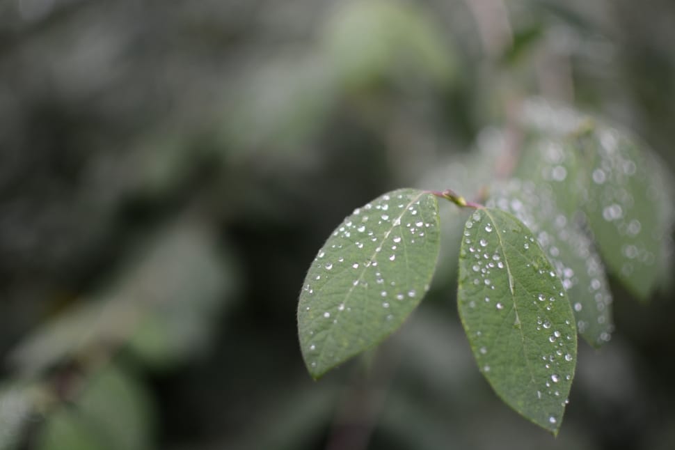 green leaves with water drops in close up photo preview