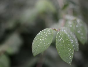 green leaves with water drops in close up photo thumbnail