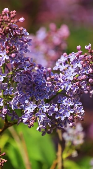 purple flowers lot thumbnail