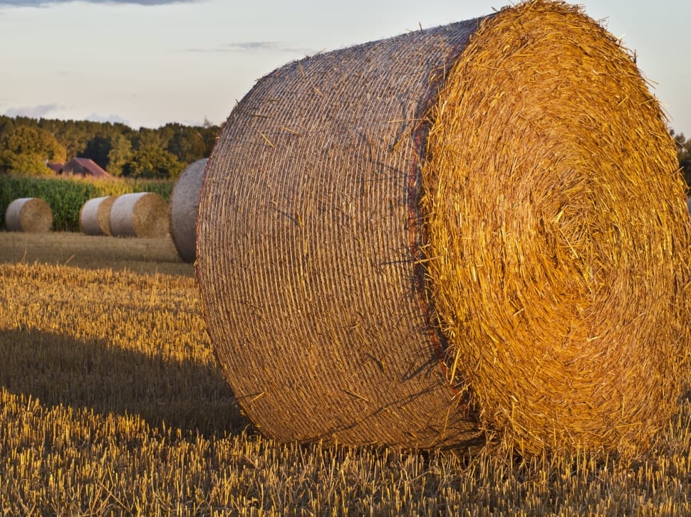 brown rolled hay preview