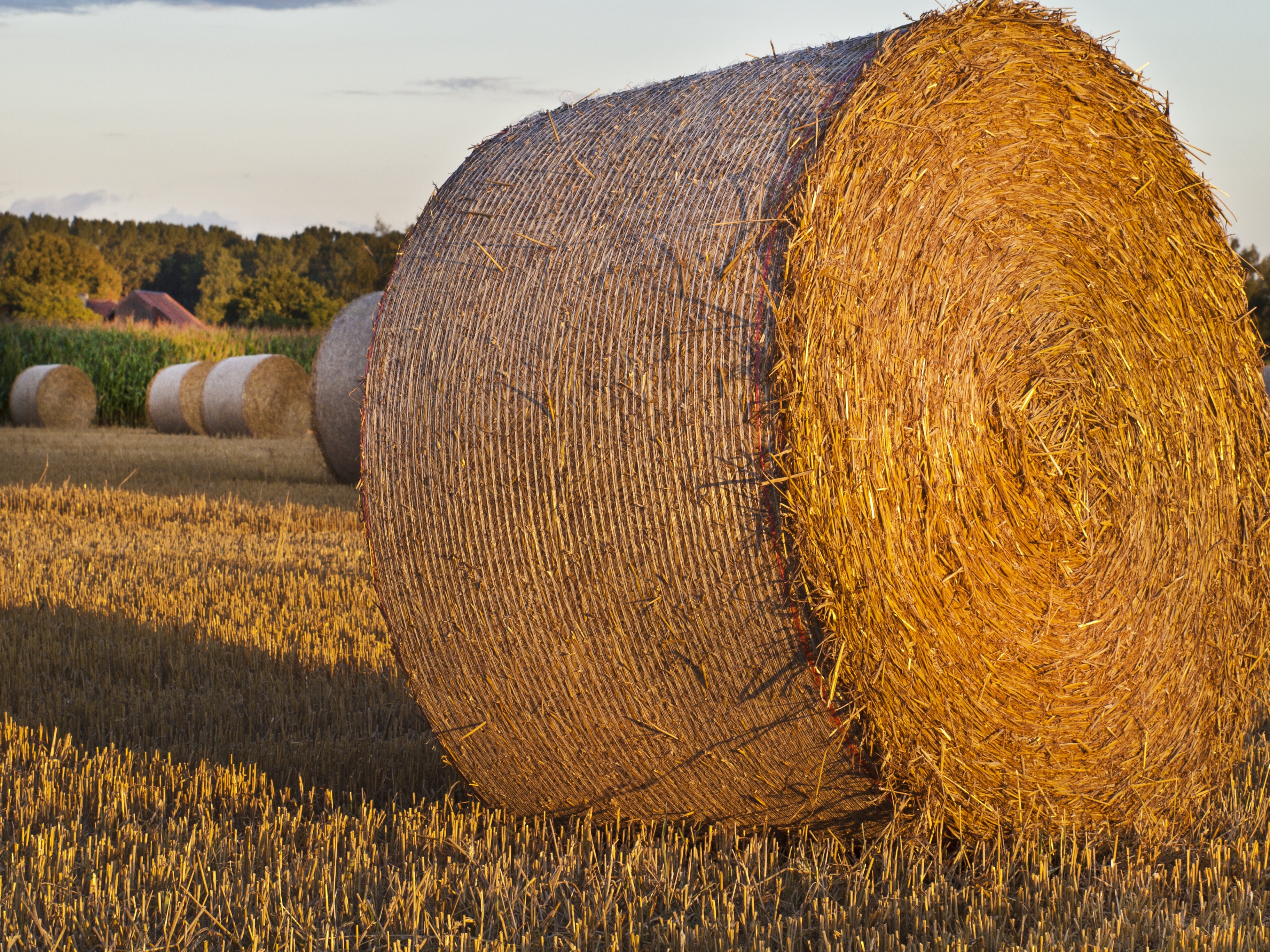 brown rolled hay