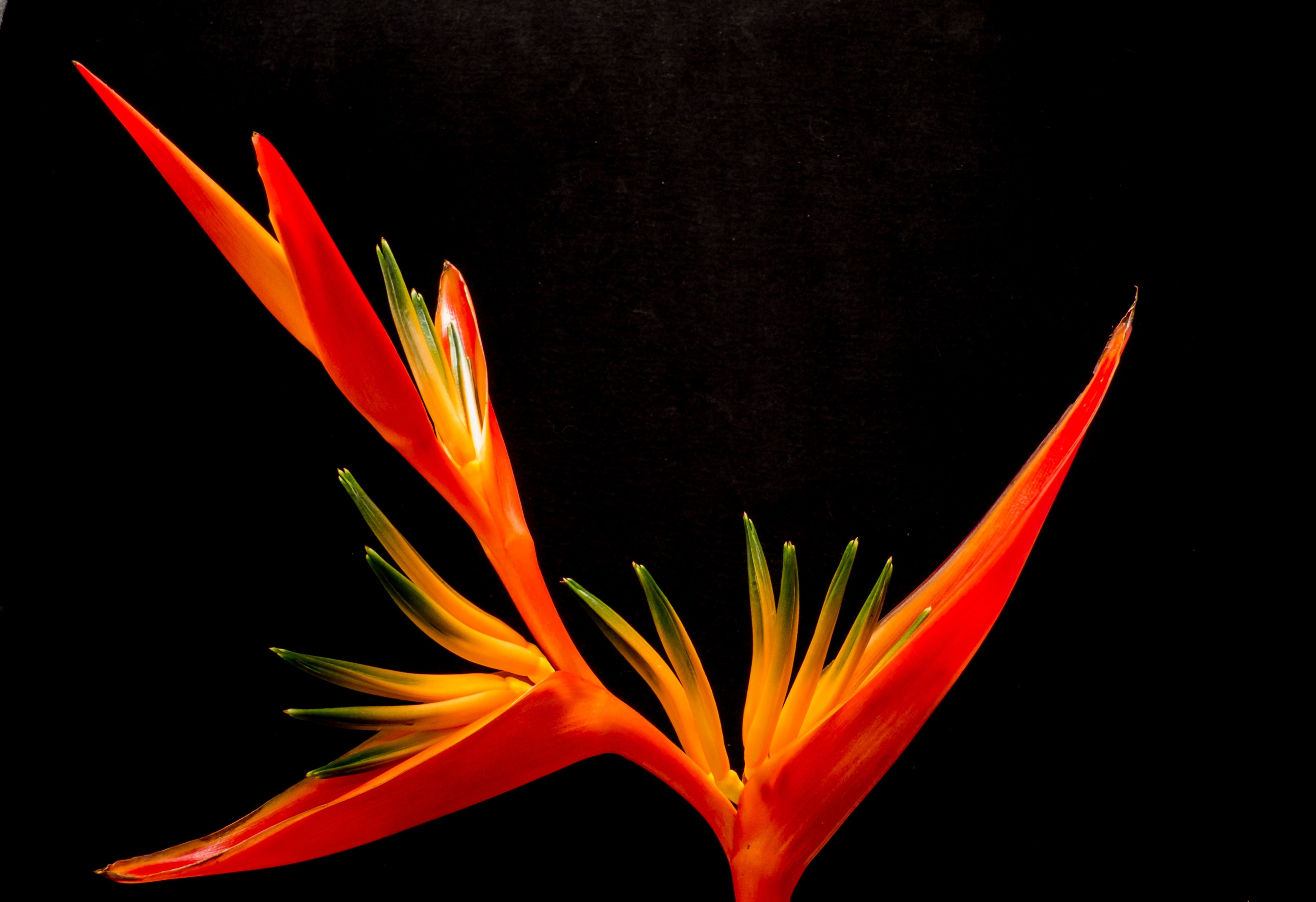 1280x800 wallpaper orange bird of paradise flower Peakpx
