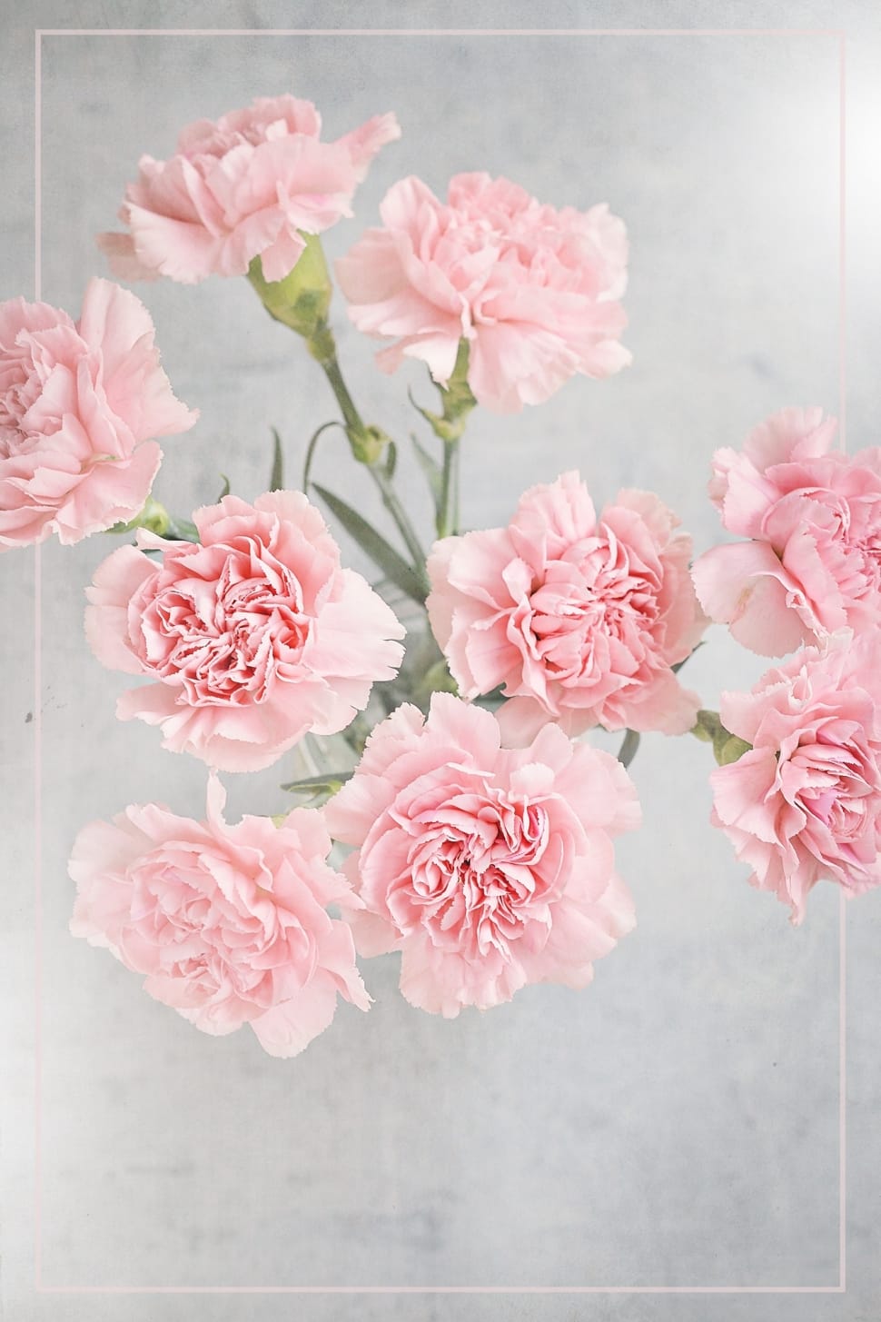 bunch of pink rose preview
