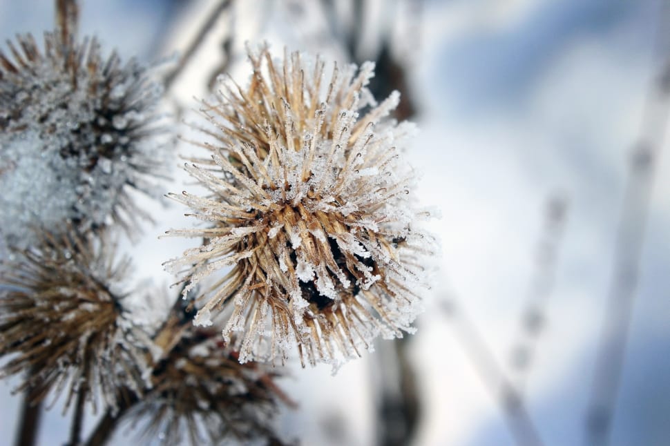 white dandelion preview
