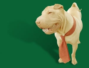 Chinese, Cute, Dog, Shar Pei, Canine, one animal, colored background thumbnail