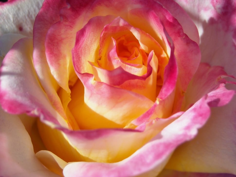 pink petaled flower in close up photography preview