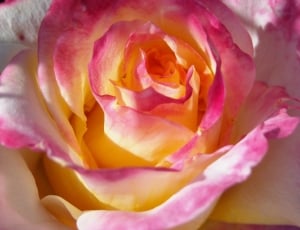 pink petaled flower in close up photography thumbnail