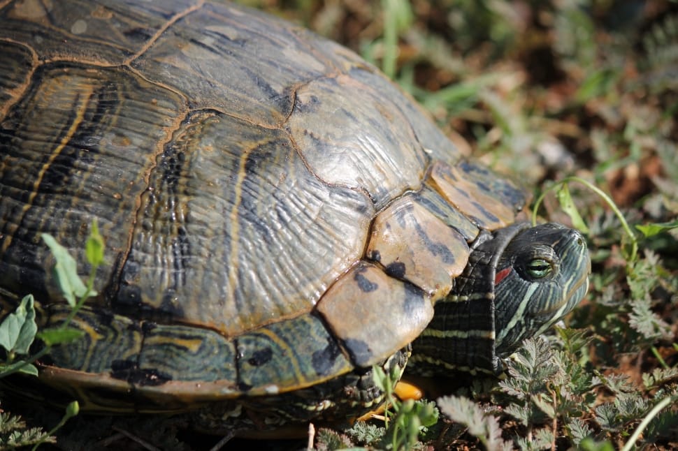 brown and black tortoise free image | Peakpx