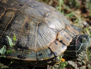 brown and black tortoise thumbnail