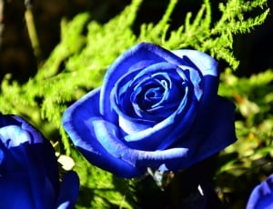 Bouquet, Blue Rose, Blue, Flowers, Roses, flower, rose - flower thumbnail