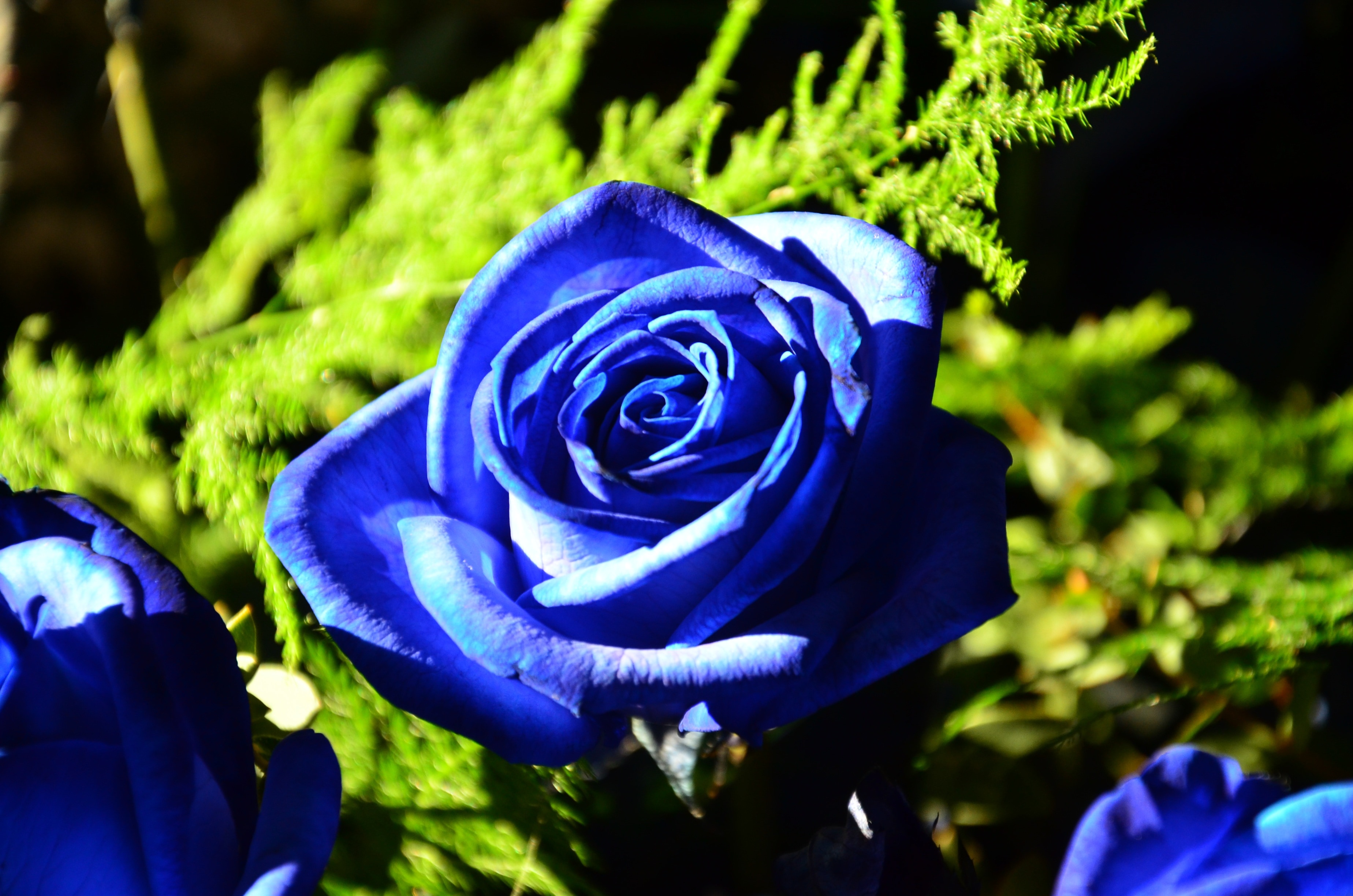 Что означает синие цветы. Голубые розы Сантори.