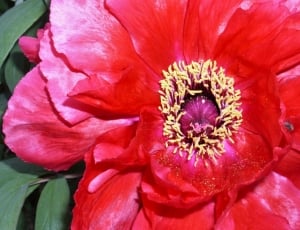 red and pink petal flower thumbnail