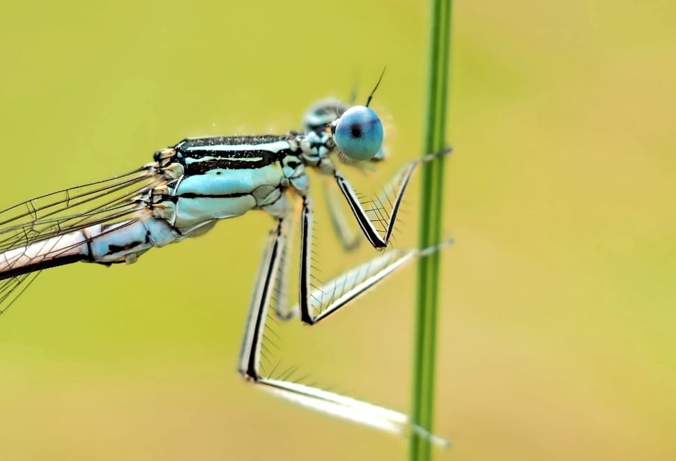 blue and beige damselfly preview