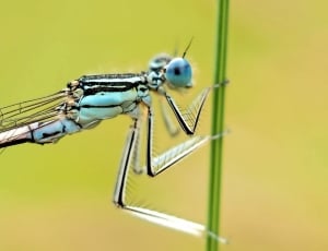 blue and beige damselfly thumbnail