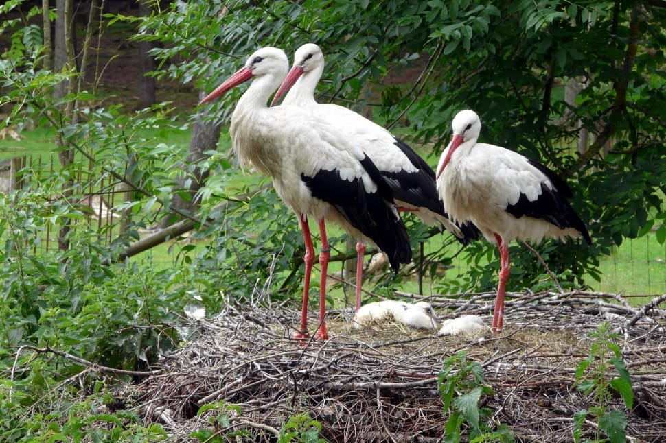 Storchennest, Storks, Animals, Birds, bird, stork preview