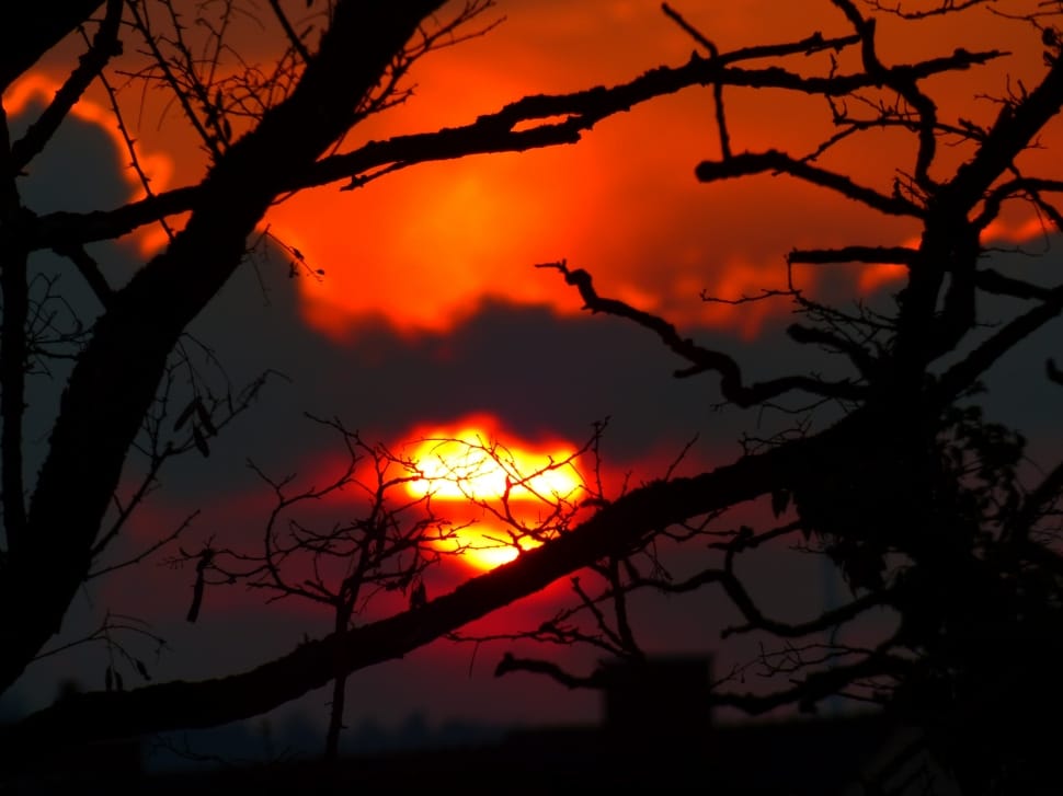 view of sunset and silhouette of tree branch preview