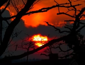 view of sunset and silhouette of tree branch thumbnail