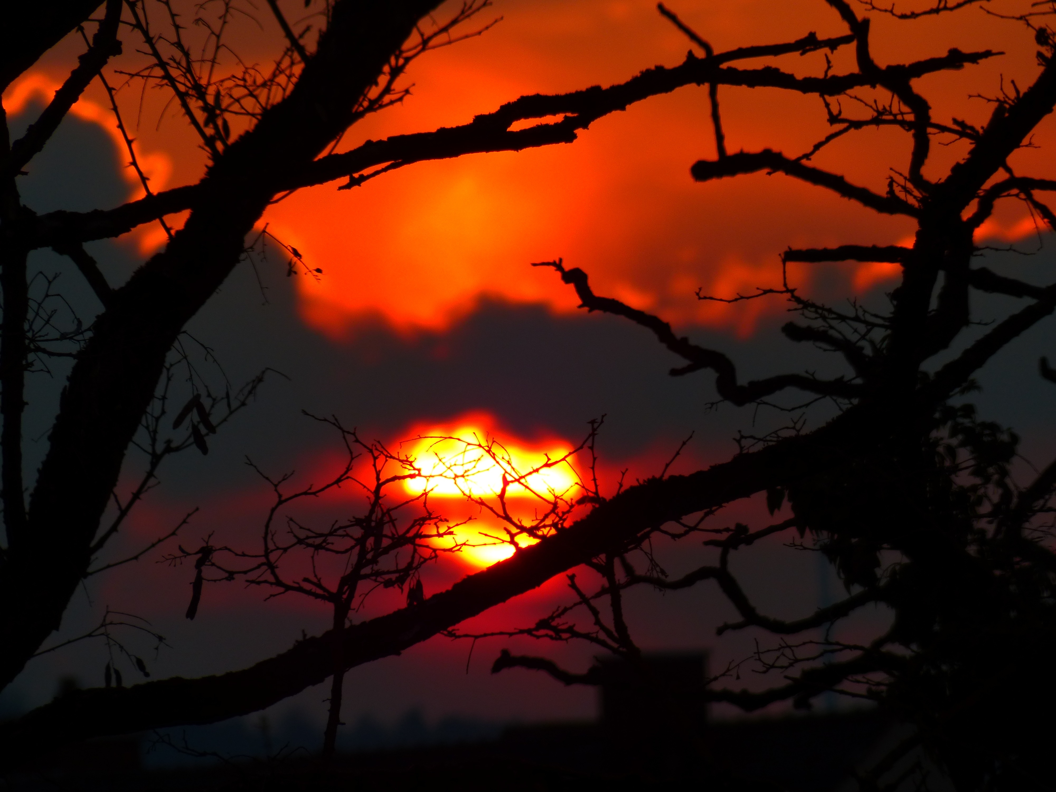 view of sunset and silhouette of tree branch