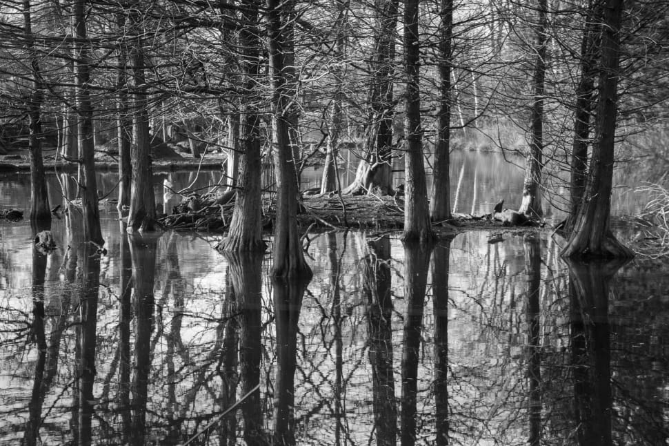grayscale photography of lake surrounded of bare trees during daytime preview