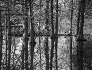 grayscale photography of lake surrounded of bare trees during daytime thumbnail