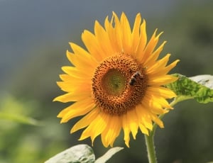yellow and brown sunflower with yellow and black bee during daylight thumbnail