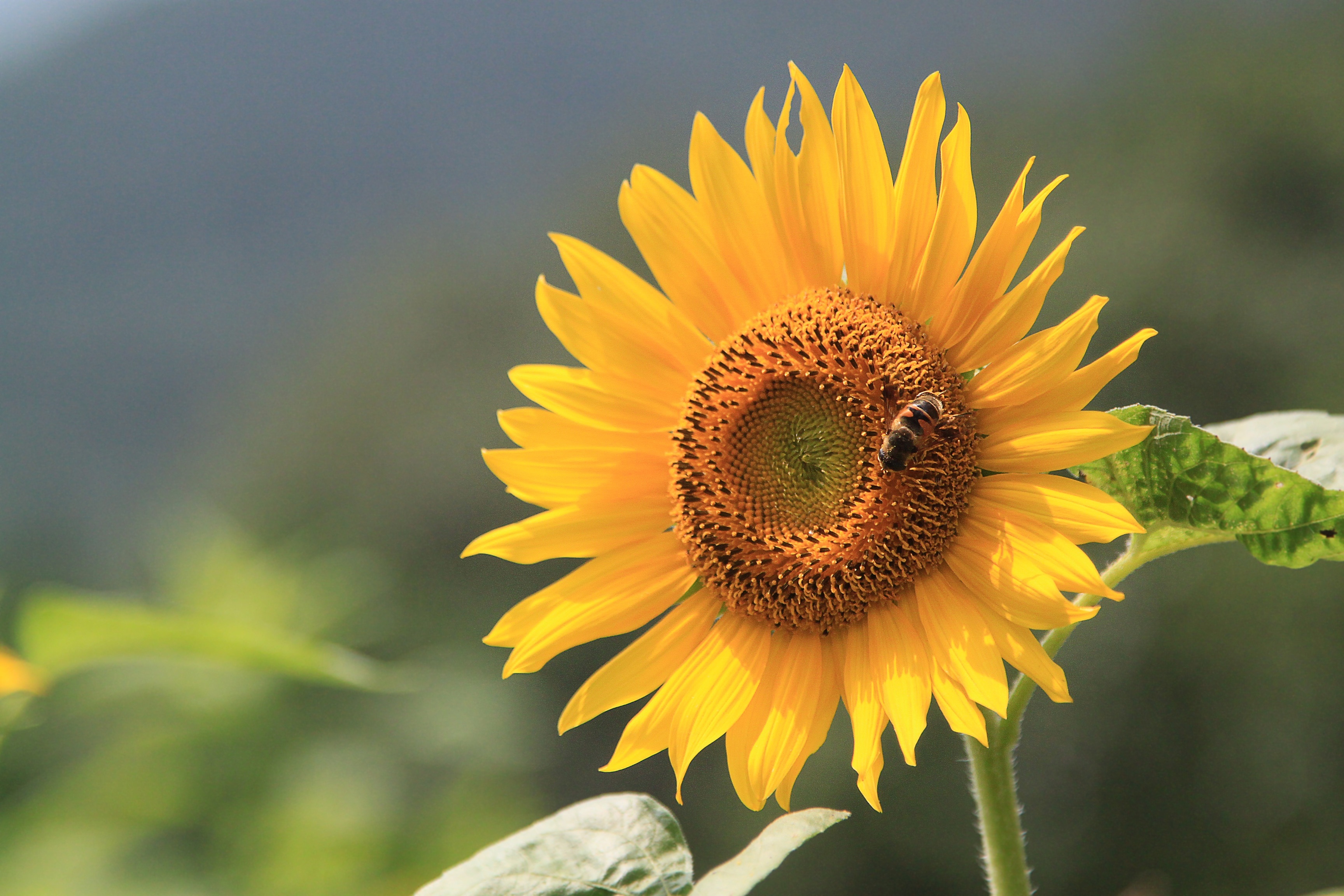 yellow and brown sunflower with yellow and black bee during daylight