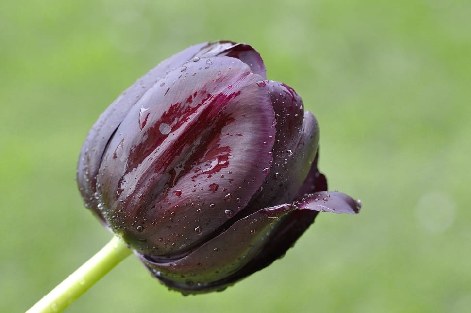 purple tulips preview