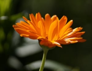 Flower, Garden, Blossom, Close, Orange, flower, petal thumbnail