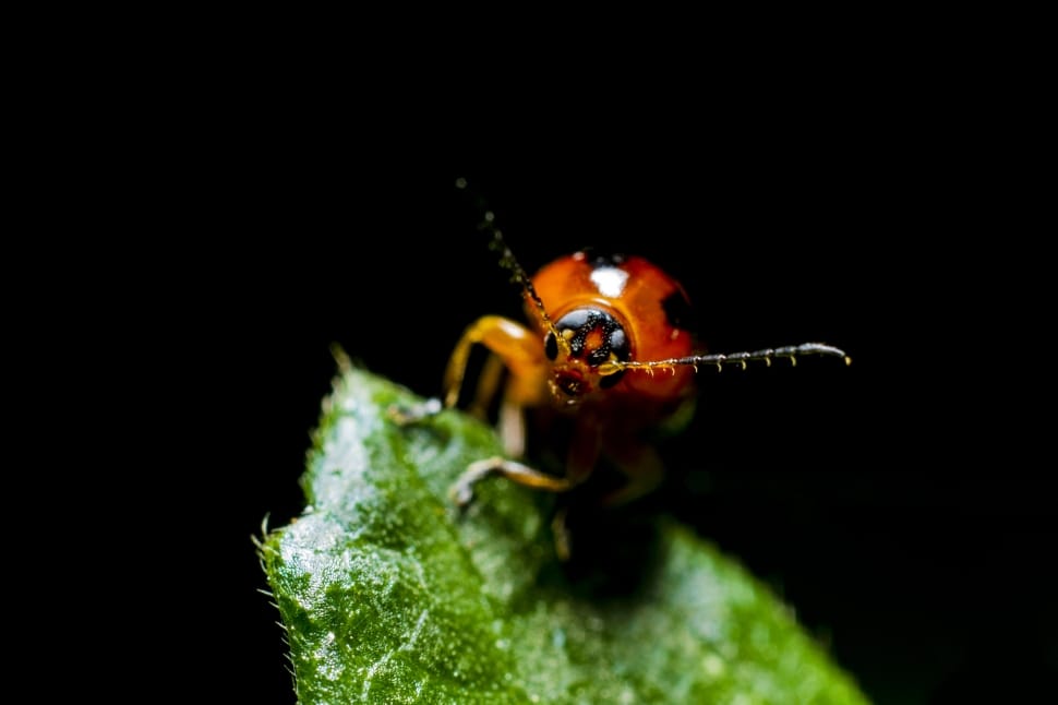 macro photography of red ladybug preview