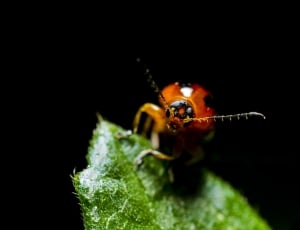 macro photography of red ladybug thumbnail
