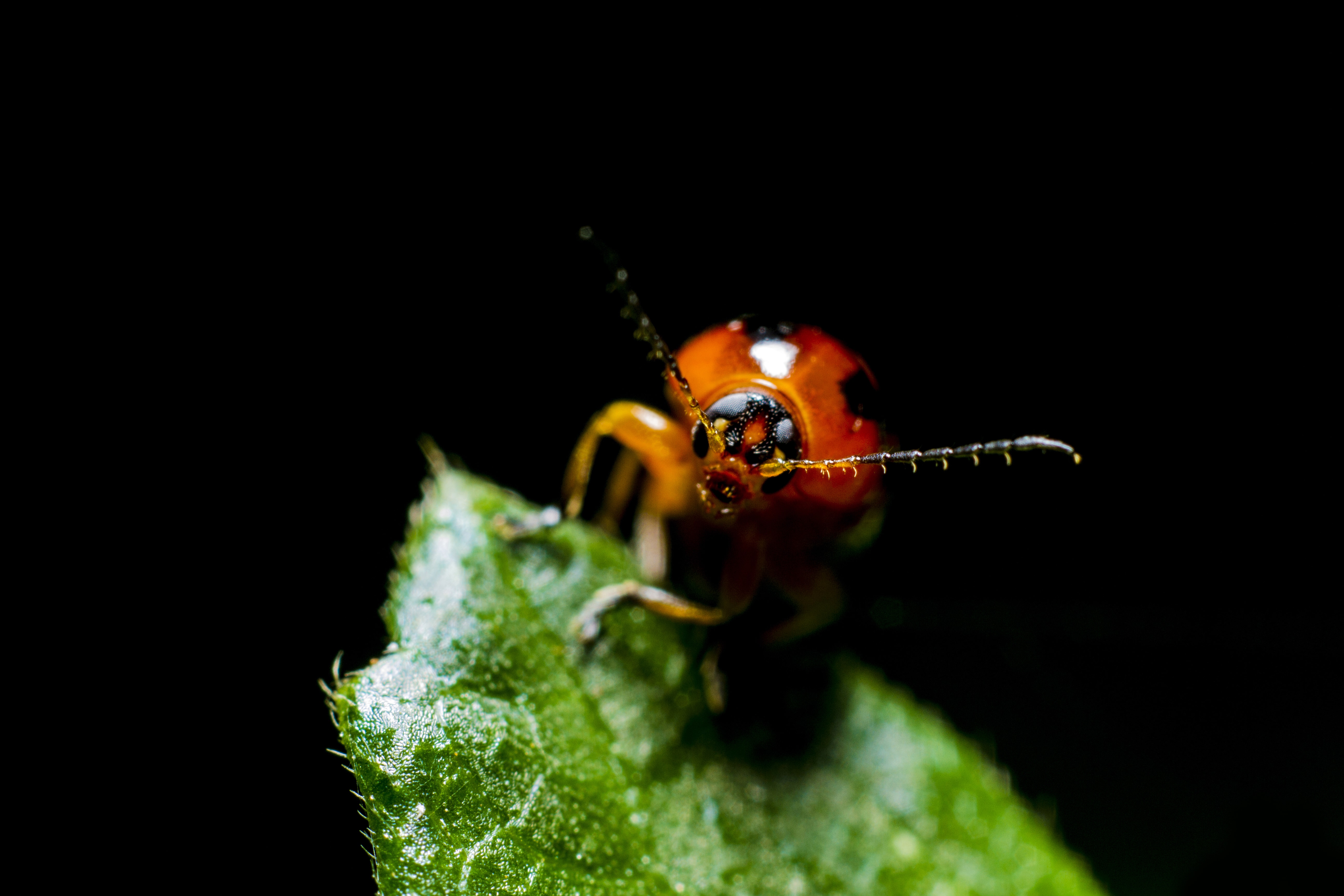 macro photography of red ladybug