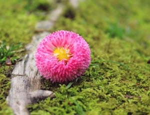 pink ball chrysanthemum thumbnail