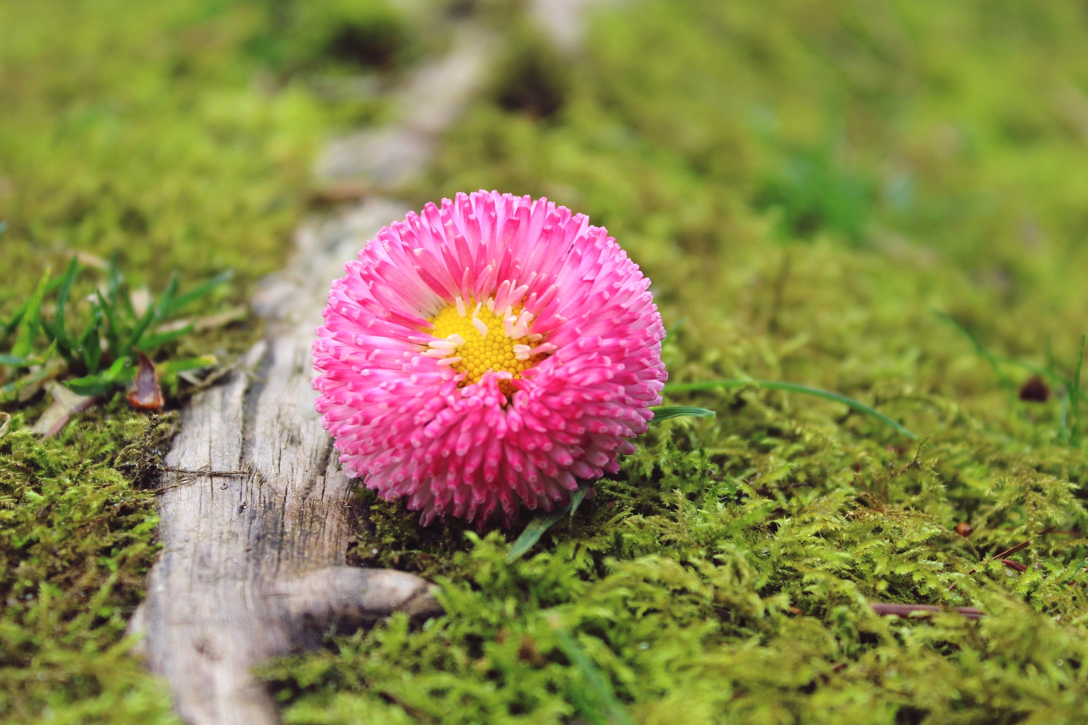 pink ball chrysanthemum