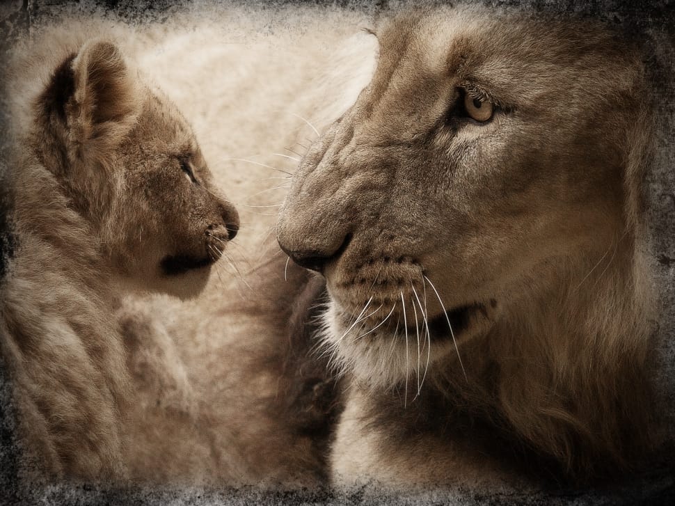 lion and cub photo preview