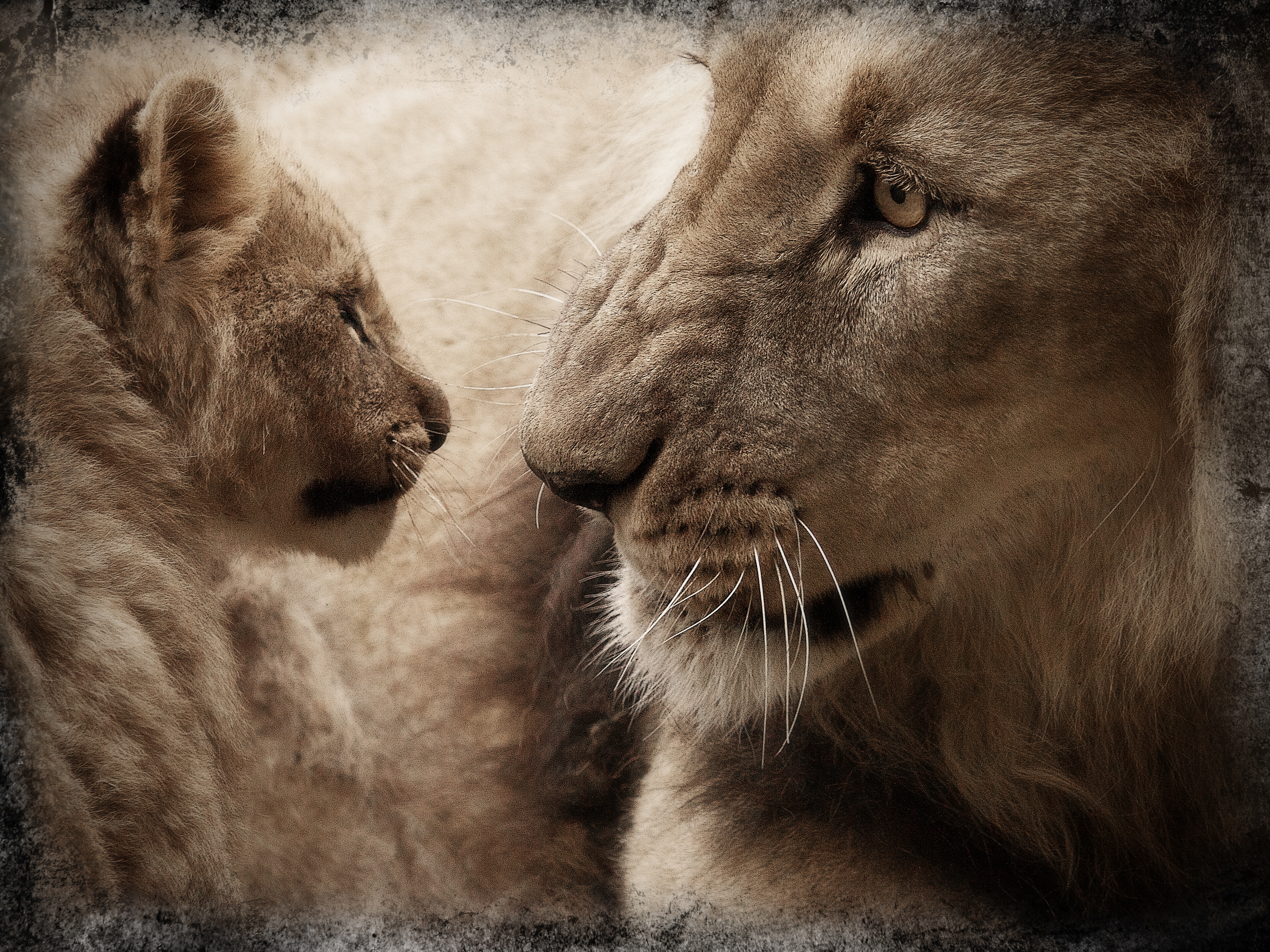 lion and cub photo
